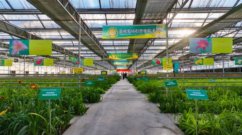 山西大同 以花生 花 綻放美麗經(jīng)濟